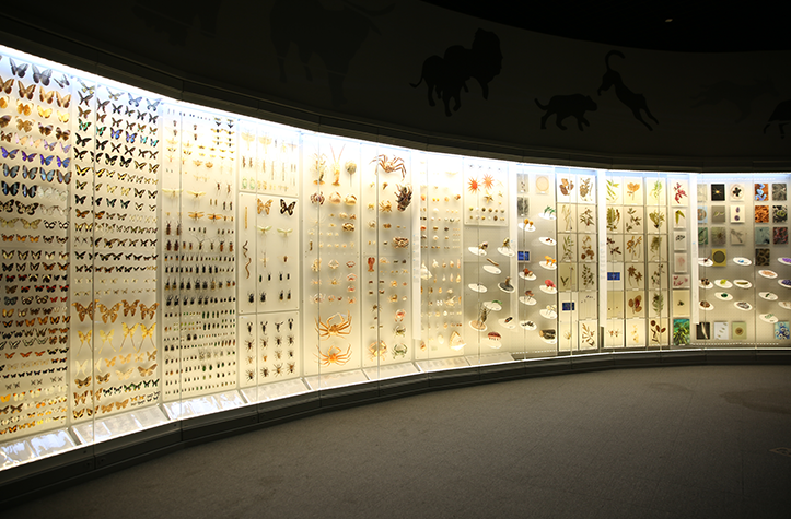 종 다양성 전시 갤러리로 나비, 갑각류 등의 다양한 생물 모형을 진행해 놓은 모습