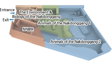 The Environment & Biology of the Nakdonggang, Animals of the Nakdonggang 1, NNIBR, Animals of the Nakdonggang 2, entrance, Exit