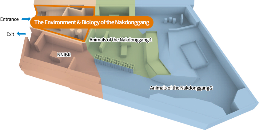 The Environment & Biology of the Nakdonggang, NNIBR, Animals of the Nakdonggang 1, Animals of the Nakdonggang 2, Entrance, Exit