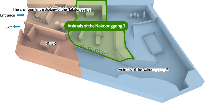 The Environment & Biology of the Nakdonggang, NNIBR, Animals of the Nakdonggang 1, Animals of the Nakdonggang 2, Entrance, Exit