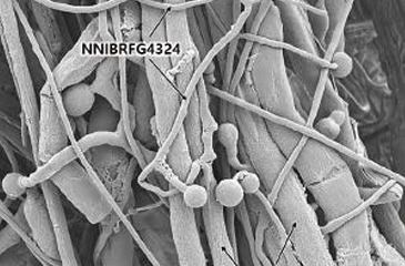 Freshwater fungus controlling persimmon anthracnose
