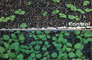 bioassay capable of reducing salt stress via microbial utilization