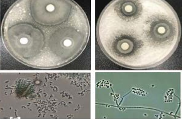 microorganisms controlling insect diseases