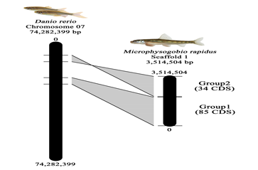 comparative genetic analysis