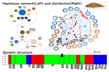  Genetic diversity of freshwater fish (Coreoperca herzi)