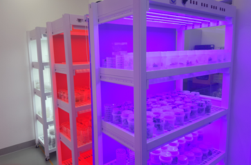 in vitro tissue culture system of plants using LED lights.