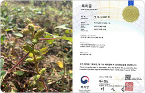 큰도꼬마리 미백 기능성 특허 등록 사진