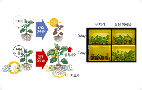 식물 가뭄스트레스 경감 유용 미생물 연구 사진