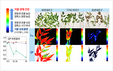 식물 가뭄스트레스 경감 유용 미생물의 목본류 대상 현장적용 연구 사진