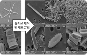 돌말류 바이오실리카 전처리 전, 후 사진