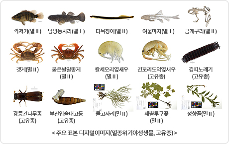 꺽저기(멸Ⅱ), 남방동사리(멸Ⅰ), 다묵장어(멸Ⅱ), 여울마자(멸Ⅰ), 금개구리(멸Ⅱ), 갯게(멸Ⅱ), 붉은발말똥게(멸Ⅱ), 칼세오리옆새우(멸Ⅱ), 긴꼬리도약옆새우(고유종), 김띠노래기(고유종), 광릉긴나무좀(고유종), 부산입술대고둥(고유종), 물고사리(멸Ⅱ), 세뿔투구꽃(멸Ⅱ), 정향풀(멸Ⅱ), 주요 표본 디지털이미지(멸종위기야생생물, 고유종)