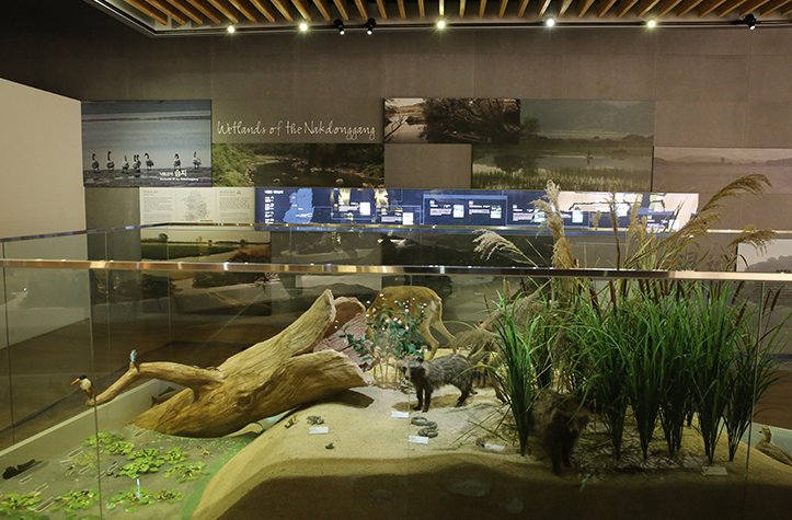 낙동강의 습지로 습지모습을 모형으로 재현해 놓은 전시관 모습
