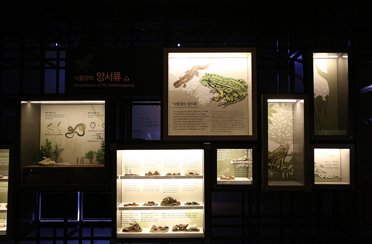 낙동강의 양서류와 파충류 전시 갤러리로 개구리와 뱀에 대한 설명과 모형, 그림이 전시된 모습