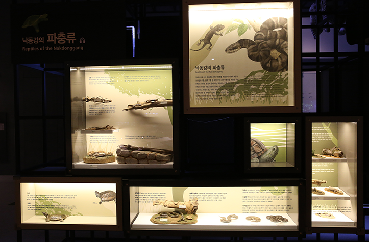 낙동강의 파충류로 뱀과 거북이에 대한 모형과 설명이 적혀있는 전시관 모습