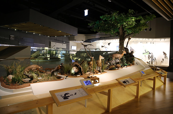 낙동강의 포유류 전시관으로 너구리, 족제비, 노루 등의 표본을 볼 수 있는 전시관 모습